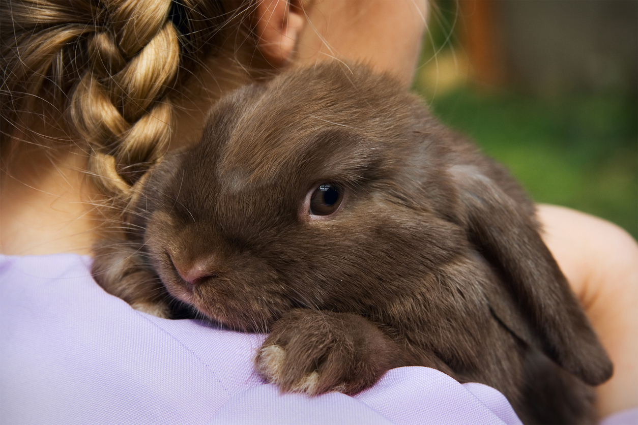 Dukes Study Club - amazing animal handling 